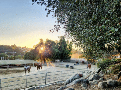 Harmony Barns